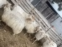 Sheep, Racka sheep — photo 1