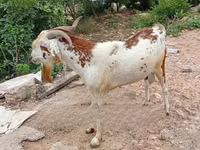 Cabras (lote, sexo no especificado), Cabras — foto 4