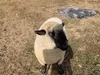 मेढ़ा, Hampshire sheep — फ़ोटो 3