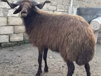 मेढ़ा, Red Karaman sheep — फ़ोटो 2