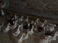 Geese — फ़ोटो 7