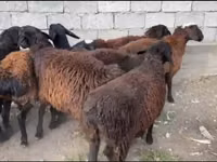 Ram, Sheep — photo 1