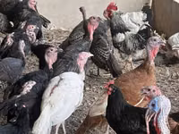 Turkeys — Foto 4