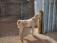 Goat, Kamori goats — photo 3
