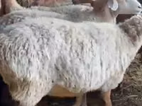 Sheep, Sheep — photo 1