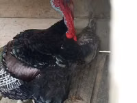 Turkeys — Foto 1