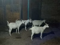 Ziege, Saanen goat — Foto 2