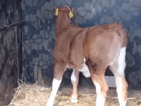 أبقار (دفعة، الجنس غير محدد), Simmental cattle — الصورة 1
