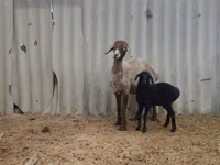 Schaf, Arashan sheep — Foto 3