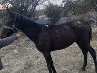 घोड़ा, Kazakh horse — फ़ोटो 1