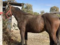 Hengst, Kyrgyz Horse — Foto 2