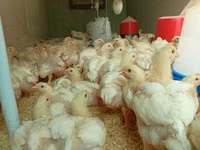 Chickens — Foto 1
