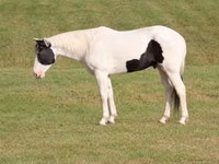 घोड़ा, American paint horse — फ़ोटो 2