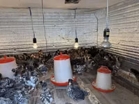 Chickens — الصورة 4