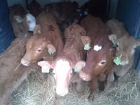 公牛, Limousin cow — 照片 4