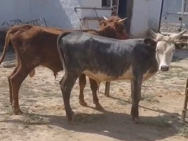 ثور, الماشية
