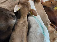 公牛, Simmental cattle — 照片 2
