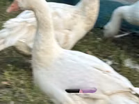 Geese — foto 7