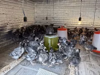 Chickens — الصورة 2
