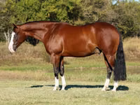 Hengst, Quarter Horse — Foto 2