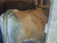 गाय, जंगली याक — फ़ोटो 1