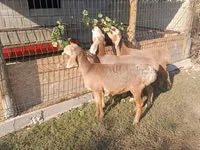 Schaf, Arashan sheep — Foto 2