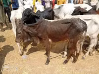 Cow, Brahman — photo 5