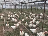 宽胸白 — 照片 3