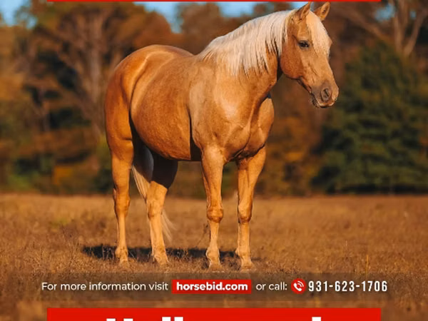 Hengst, Quarter Horse