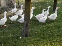 Geese — फ़ोटो 2