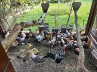 Dutch Bantam — photo 2
