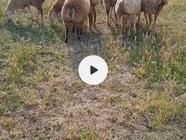 Sheep (batch, sex not specified), Sheep
