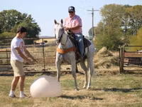 Hengst, Quarter Horse — Foto 8