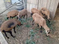 نعجة, Cameroon sheep — الصورة 2