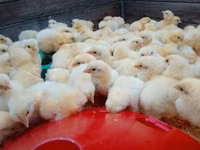 Chickens — الصورة 2