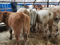 Rinder (Partie, Geschlecht nicht angegeben), Charolais cattle — Foto 5
