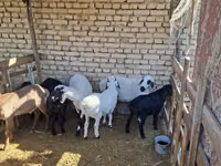 Sheep (batch, sex not specified), Sheep — photo 3