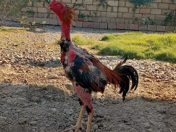 مالاي غيم