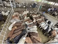 Schaf, Krasnoyarsk sheep — Foto 6