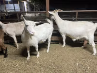 Ziege, Kamori goats — Foto 2