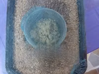 Black Soldier Fly Eggs — photo 2