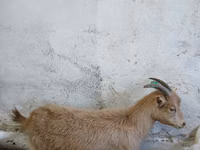 Goat, Saanen goat — photo 2