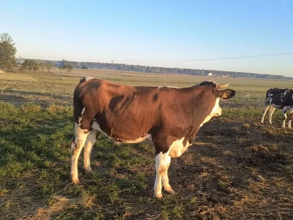 Cow, Simmental cattle