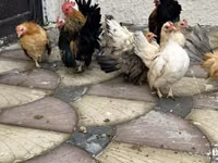 Chickens — photo 3