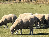 मेढ़ा, Australian merinos sheep — फ़ोटो 2