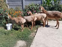 Schaf, Arashan sheep — Foto 4