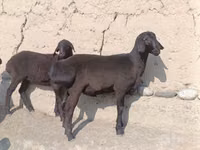公羊, Sheep — 照片 1