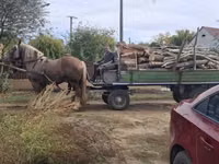 Caballo, Caballos — foto 1