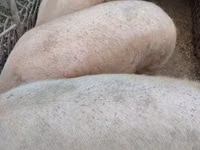 Schweine (Partie, Geschlecht nicht angegeben) — Foto 2