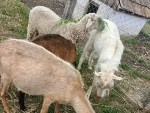 Ram, Merino sheep